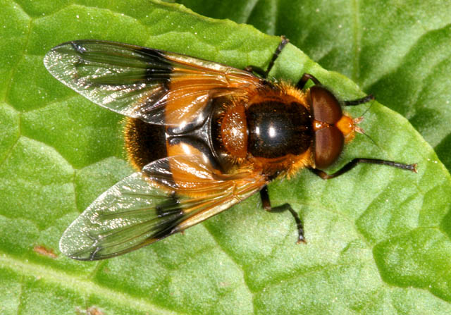 Volucella inflata - Copyright Denis Bourgeois